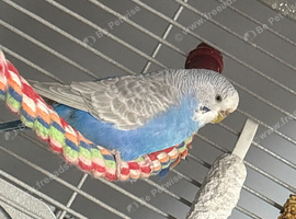 Female budgie