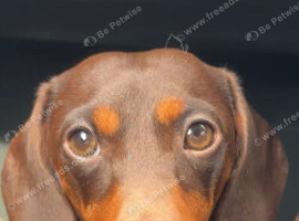 Make dachshund