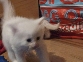 Turkish angora kittens