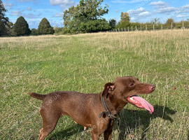Beautiful chocolate jack Russell bitch