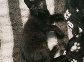 Kitten for sale.