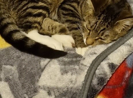 3 young cats to rehome
