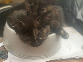 Gorgeous kittens ready now
