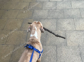 American bully cross staffy