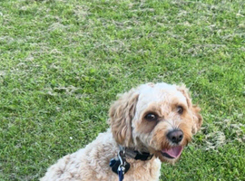 Male Cavapoo
