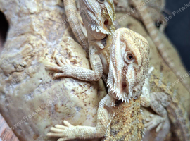 Baby bearded dragons