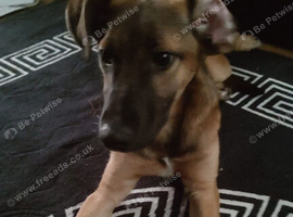 German Shepherd  x lurcher 5 months old