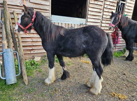 Traditional Heavy cob colt