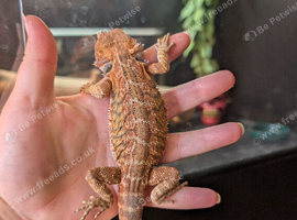 Male baby bearded dragon