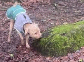 Stolen Jackapoo teddy is missing ivybridge area please bring him home
