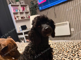5 month old beautiful black miniature