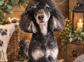 Phantom standard poodle