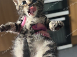 2 Beautiful Male Kittens