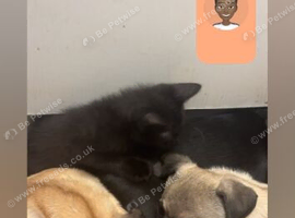 Pugs 12 week  old looking for forever homes