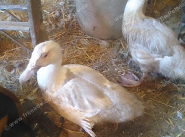 Lavender Muscovy drakes