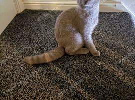 Beautiful British Shorthair Dark Cream Kitten for Sale
