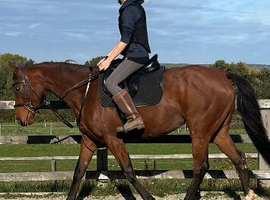 16.2hh Irish tb alrounder mare