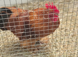 2 cockerells for rehoming
