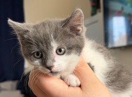 3 kittens for sale