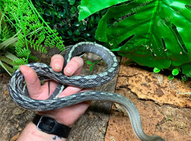 Summer Special Vietnamese Blue Beauty Rat Snake