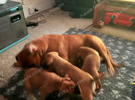Champion breed boxer puppies