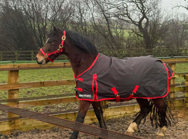 Project Pony - King Arthur