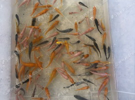 Lot of baby koi for sale