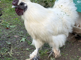Silkie Cockerel