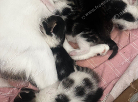 3 kittens left 1 boy 2 girls