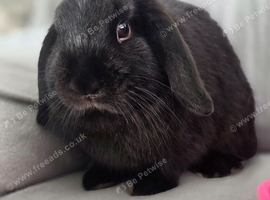Black mini lop doe
