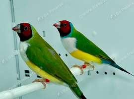 Beautiful pair of gouldian finches for sale