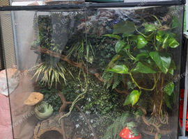 Whites Tree Frogs - Full Set Up