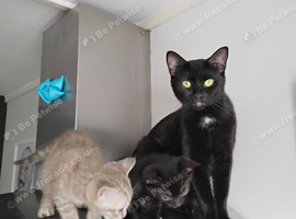 Little black kitten, female