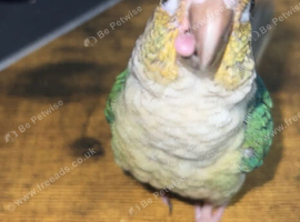 Baby hand reared green cheek conure