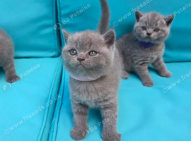 Beautiful British shorthair kittens