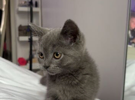 British shorthair kittens