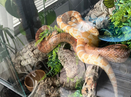 2  corn snake with enclosure