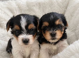 Beautiful Biewer Terriers 1 Girl and 1 Boy
