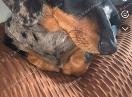 Dashound proven stud for sale