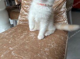 Beautiful ragdoll kitten