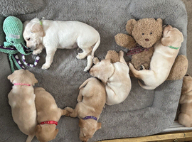 For sale fox red and golden Labrador puppies