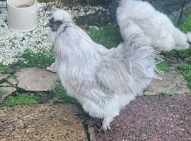 silkie rooster