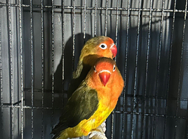 Lovebirds