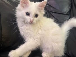 Beautiful kitten with two different eyes