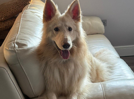 16 month Swiss sheperd