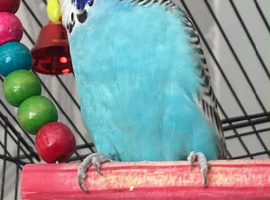 2 female budgies for sale