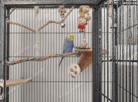 Young female budgie looking for a new home