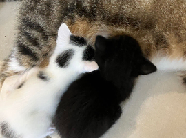 Kittens