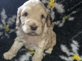 Beautiful f1 cockapoo puppies