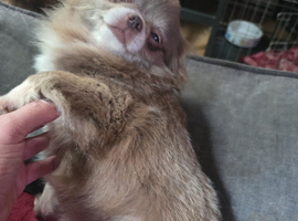 5 generation kc registered lilac female chihuahus